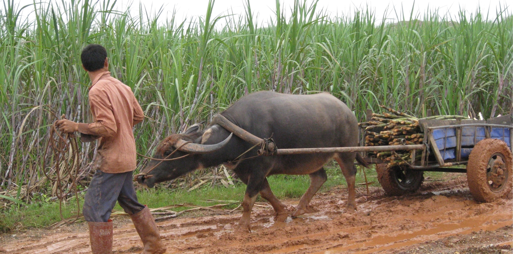 Ox pulling sugarcane